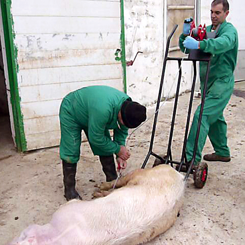 CARRO DE TRANSPORTE DE CADAVERES PORCINO